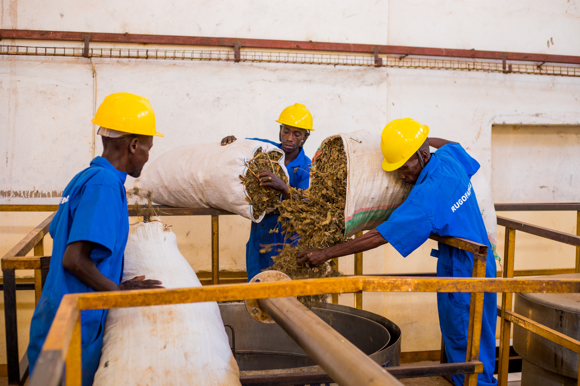 Rugofarm workers loading dried patchouli leaves into the distillation vessel