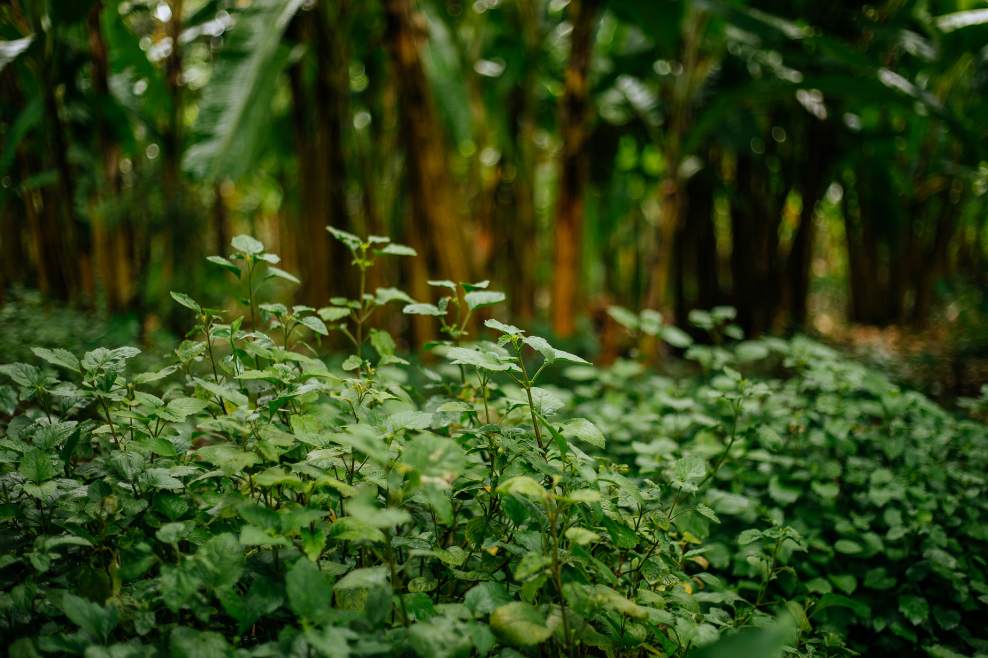 Young patchouli plants growing beneath banana trees at Rugofarm