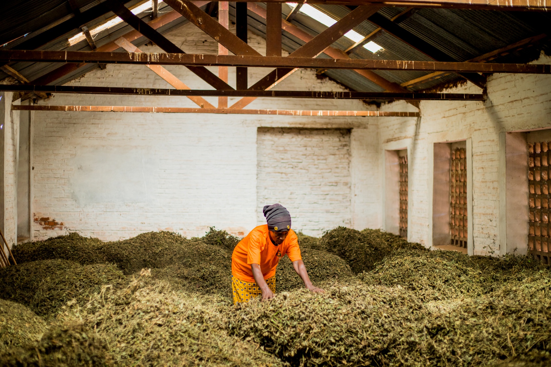 A Rugofarm worker turning patchouli leaves drying inside the facility in Cibitoke