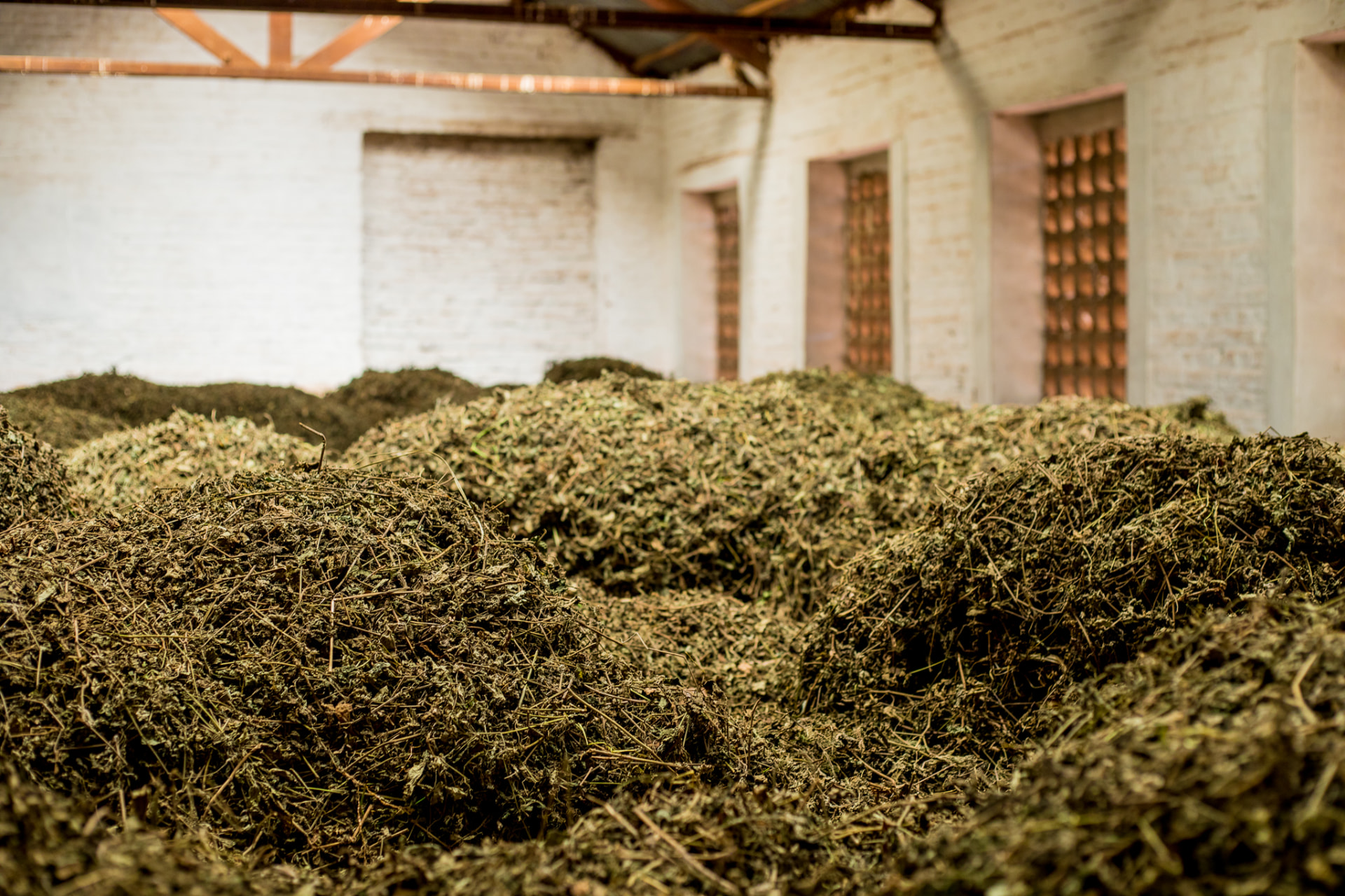 Piles of dried patchouli leaves inside the Rugofarm facility