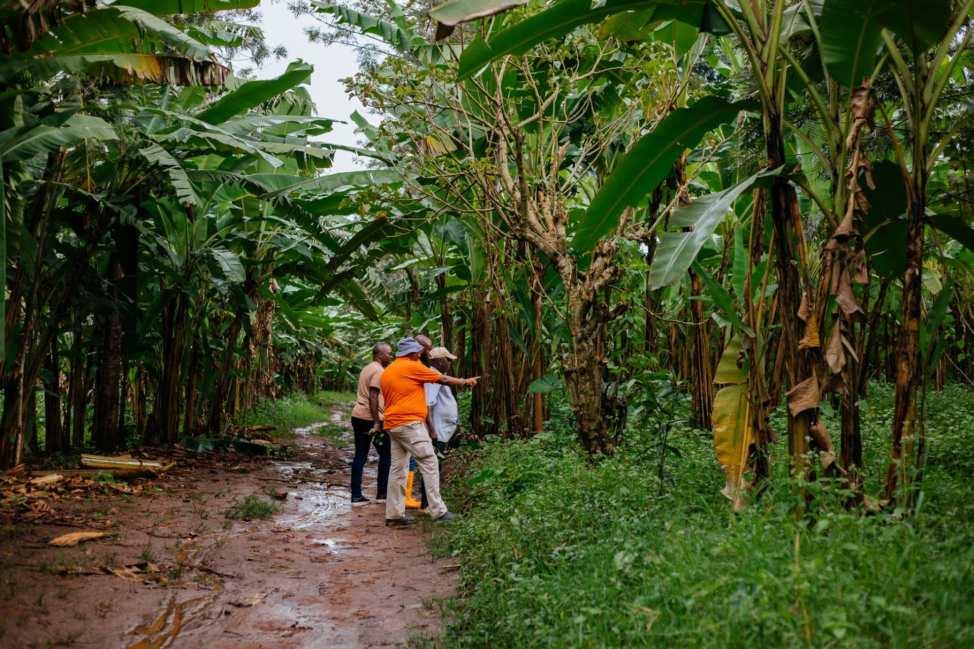 Rugofarm team walking through a patchouli plantation beneath banana trees in Cibitoke