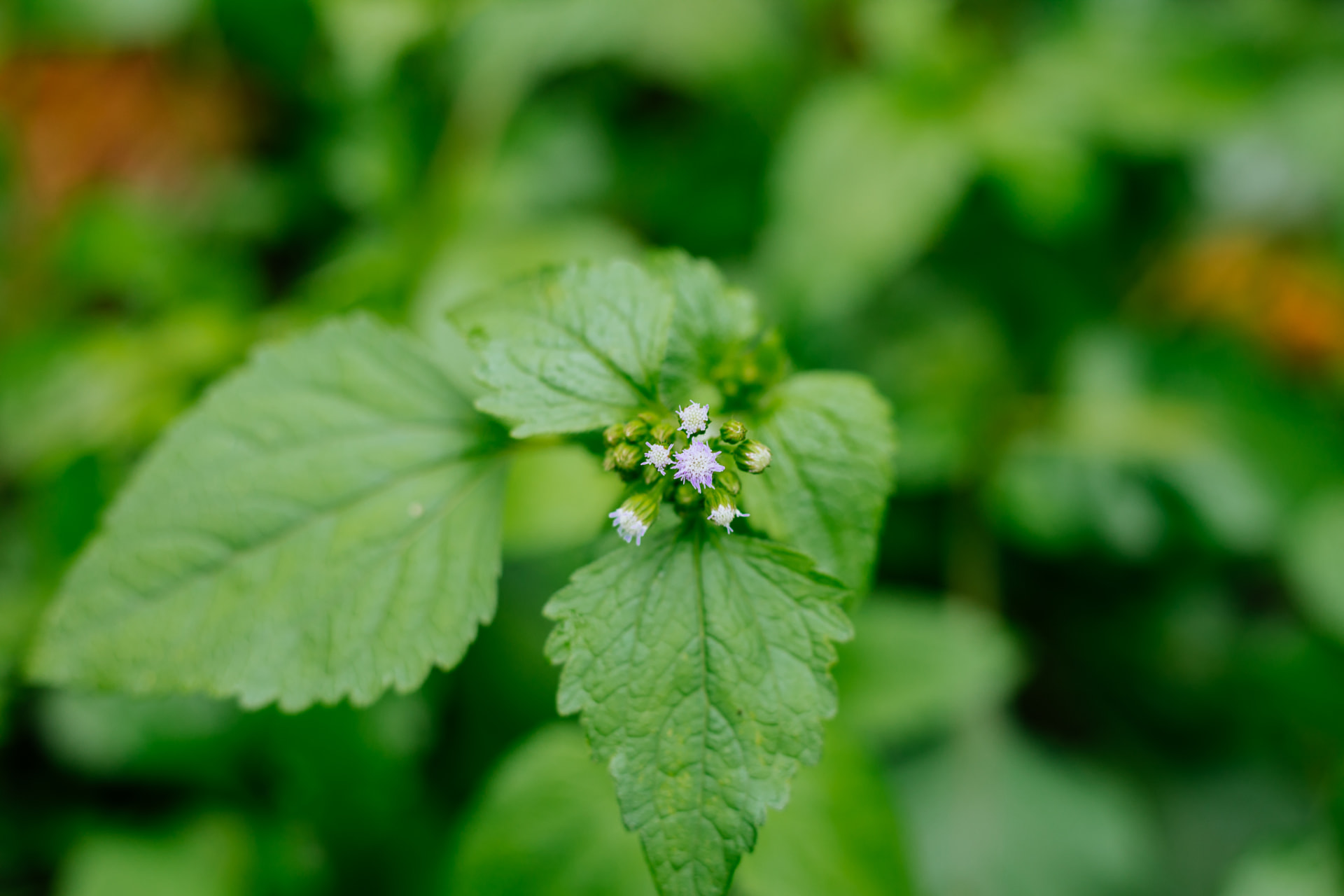 Patchouli plant flowering in the fields of Rugofarm