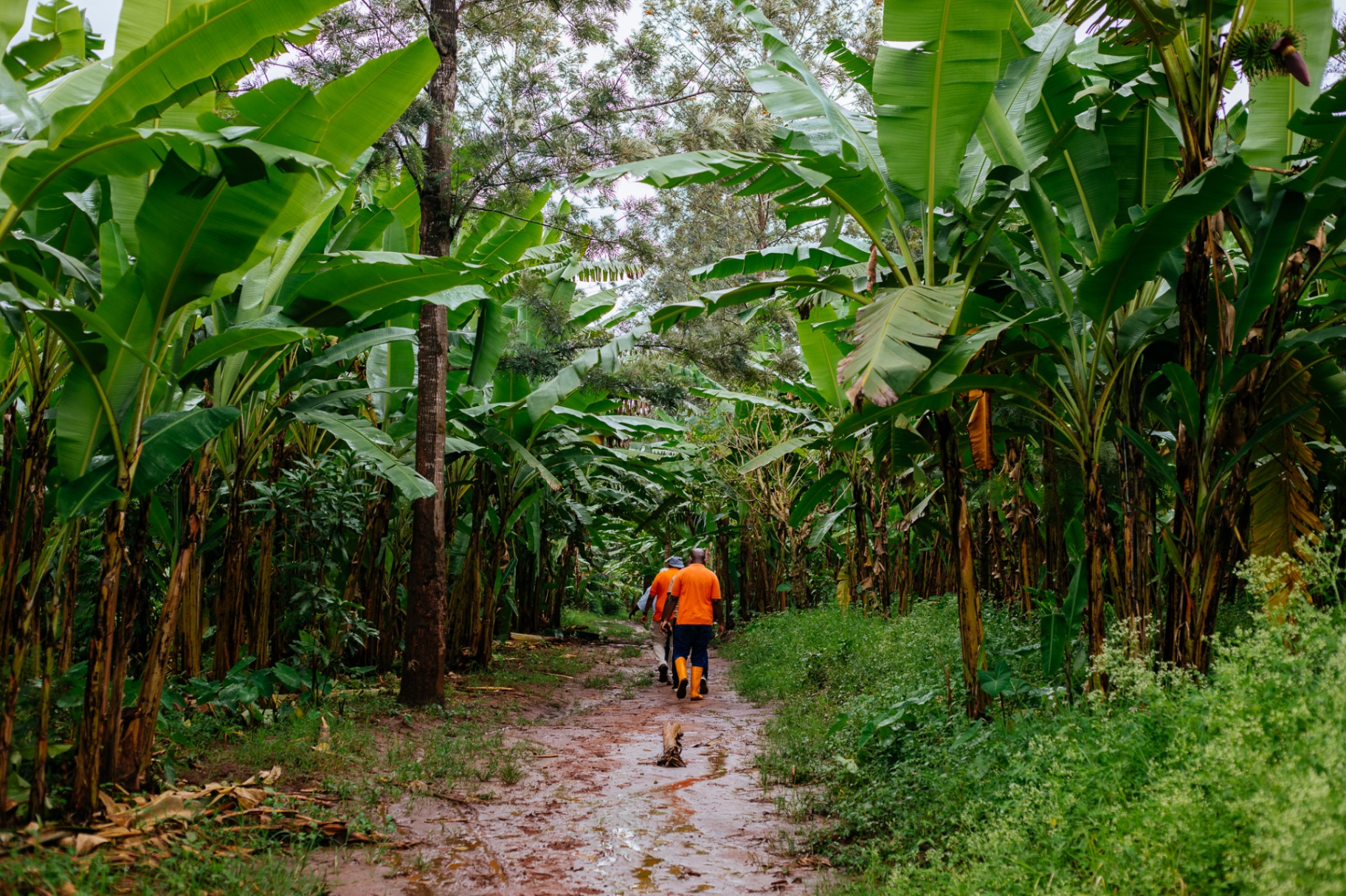 Two Rugofarm team members walking along a path through a banana grove in Cibitoke, Burundi