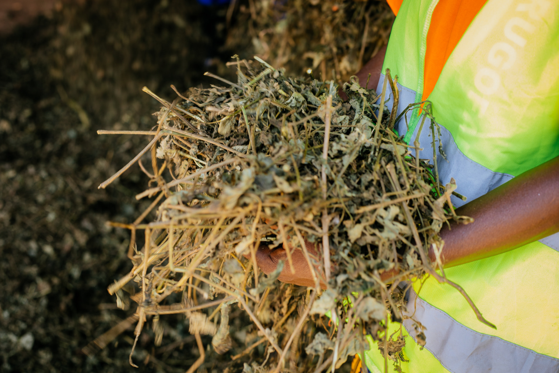 Hands holding dried patchouli leaves at Rugofarm