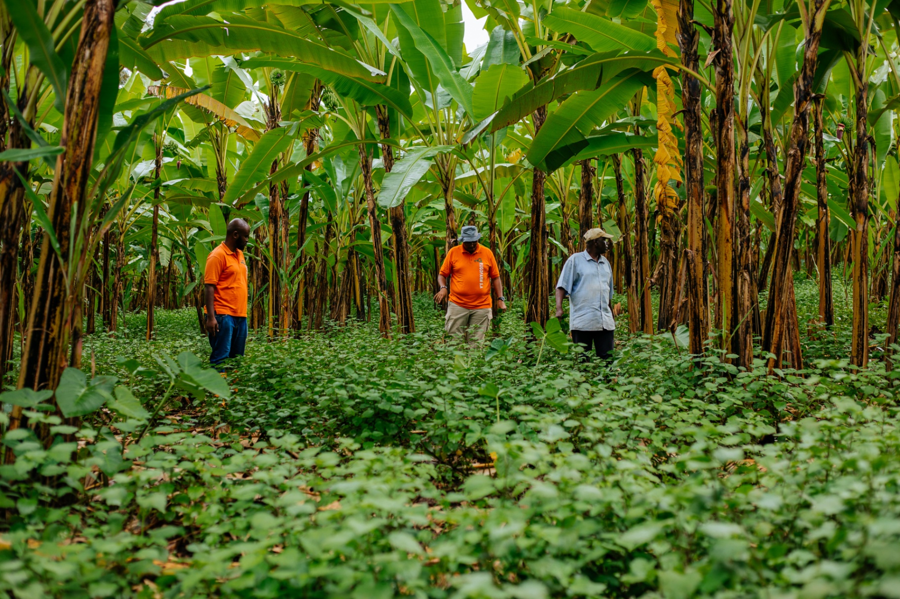 Rugofarm team walking through a patchouli field shaded by banana trees in Cibitoke, Burundi