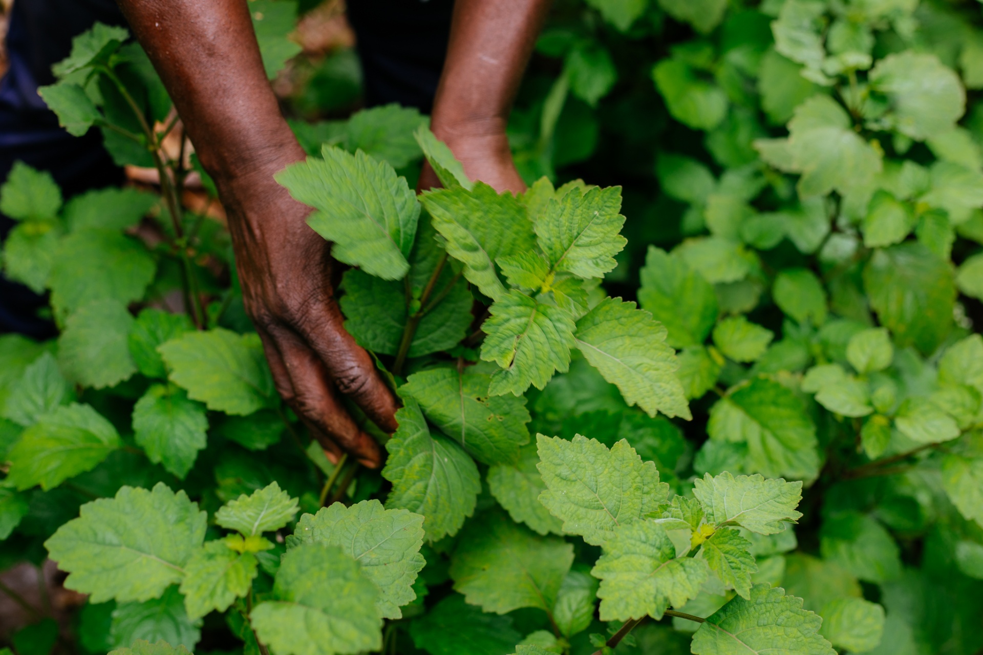 Hands harvesting patchouli leaves in the shade of banana groves in Cibitoke